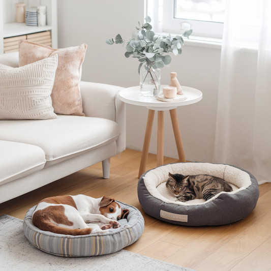 Why Pets Love Having Their Own Space at Home