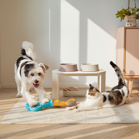 Tips for Choosing the Right Pet Accessories